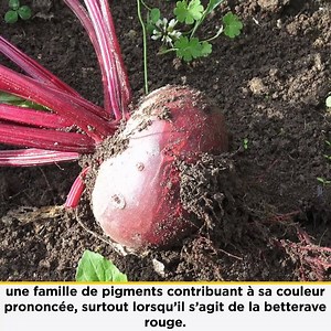 Les bienfaits de la betterave rouge ! | Remèdes de Grands-Mères