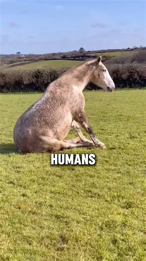 3 Things You Didn't Know About Horses! 🐎🤯 #shorts