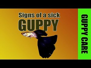 Signs of a sick guppy