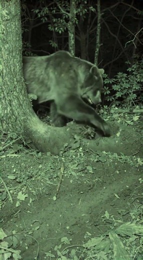 What Is This Grizzly Digging For? 🐻