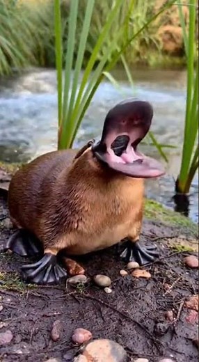 Intense Platypus Sound 🌊🦆🔊