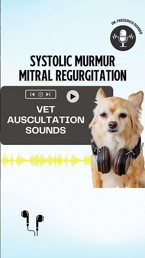 Systolic murmur of mitral regurgitation in a dog (most common auscultation finding)