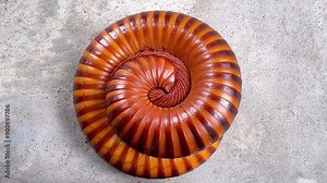 a millipede curling up into a spiral. Millipedes often curl up in this way as a defensive behavior to protect their softer body parts when they feel threatened