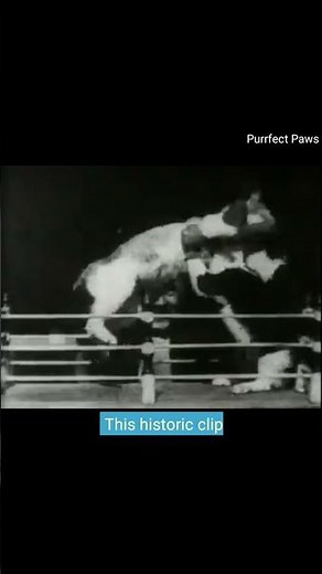 The First Original Cat Video Ever On The Planet