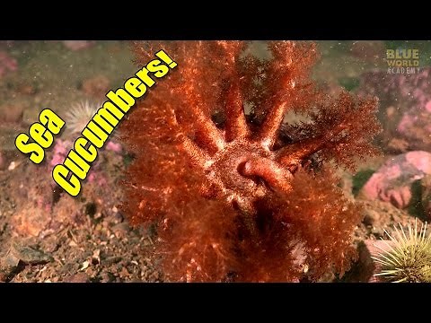 Sea Cucumbers | BLUE WORLD ACADEMY