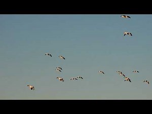 Snow Geese Land In Edwin B. Forsythe National Wildlife Refuge