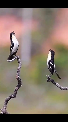 WHITE RUMPED TANAGER‼️ BERSUARA MERDU ✅✅