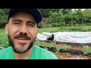 Using chickens for garden insect control