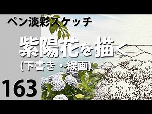 163ペン水彩スケッチ 紫陽花を描く(線画)