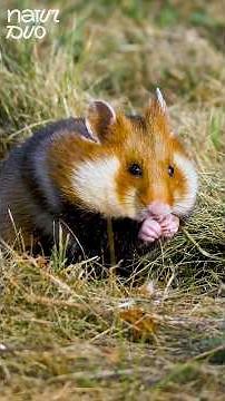 When Wild Hamster Goes Vegan 😂🌱