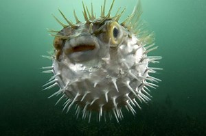 Diodon - Alchetron, The Free Social Encyclopedia