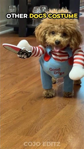 Other Dogs" Costume vs...🐕🐶 #dogs #shorts #usa