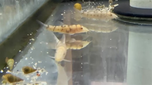 🐟 The Golden Yo-Yo Loach is an active bottom dweller with striking golden patterns, great for controlling snails and adding energy to community tanks! ✨ | Pet Zone Tropical Fish, San Diego, California