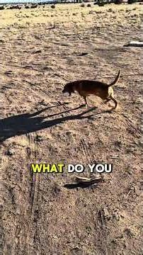 My dog takes off with explosives? #dog #outdoors #funny