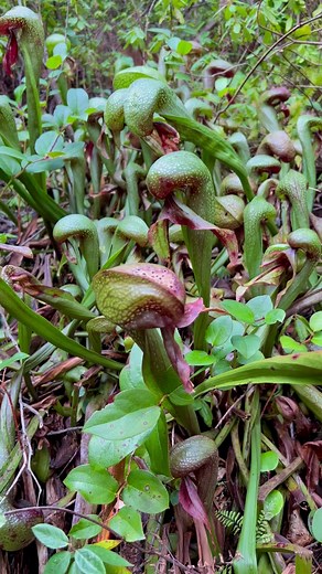 Like the Venus Fly Trap, Darlingtonia AKA Cobra Lily, are carnivorous plants ready to “strike” their prey. Endemic to Southern Oregon, you won’t find these guys anywhere in the world except this region. Bugs follow the pitcher plant’s sweet scent, where they become lost and eventually decompose——and the plants absorb their nitrogen. 🌱The best place to see Darlingtonia is along the TJ Howell Botanical Drive near Selma where you can walk the Eight Dollar Mountain Botanical Boardwalk. (ADA accessi