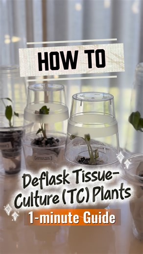 Rare Plant Collector | Plant Mail Unboxing | Plant Advice on Instagram: "🎥 DEFLASKING 4 RARE TISSUE CULTURE (TC) PLANTS — STEP-BY-STEP Finally got my hands on these four rare gems… for less than half the usual market price 😳 so you know I wasn’t wasting any time getting them out of the flask. Thanks to @leafia.au for making rare plants more accessible to the Aussie market! Here’s the full deflasking process for anyone wanting to try it themselves👇 What you need: 1. Distilled water 2. Hydrogen