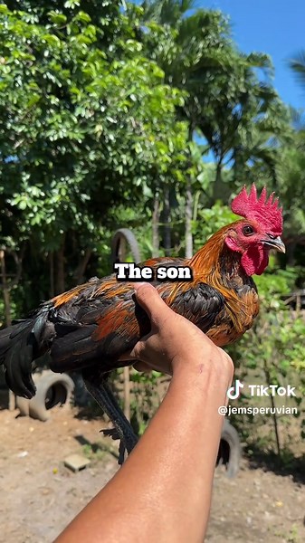 Jem's Backyard on TikTok