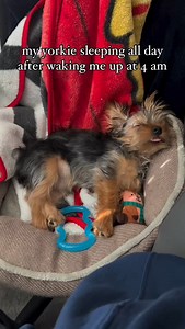 17K views · 443 reactions | Beauty sleep is a must in this household 癩 @olllieandarchie | Yorkies Gram | Facebook