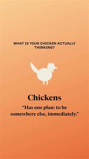 Why Do Chickens Run Away From Me? (One Plan. Elsewhere)