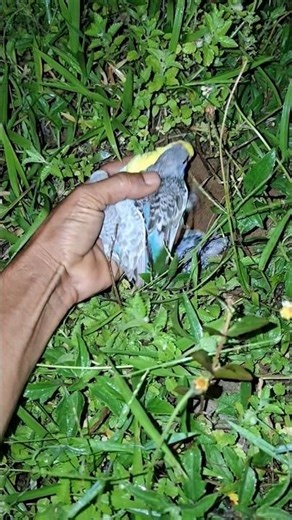 Check the development of the parakeet #shortvideo #nature