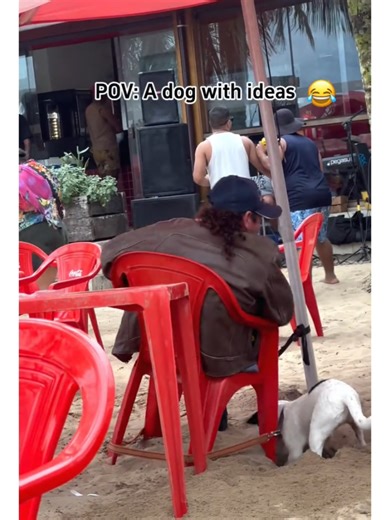 My Dog's Funny Digging Adventures