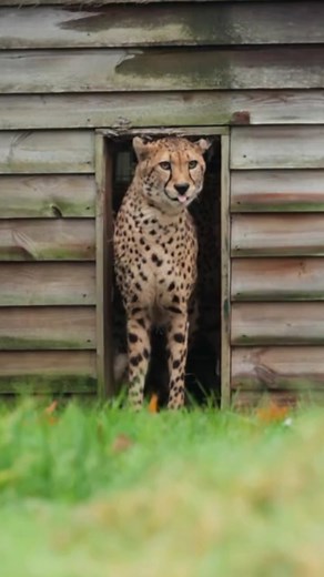 47K views · 2.1K reactions | Meet Cheetah brothers Mo & Bolt!  It’s great to see the boys settling into life at the sanctuary since their arrival!  See how they get on with female cheetah Willow on our brand new season of One Zoo Three on BBC iPlayer via the link in the bio!  #onezoothree #cheetahs #thebigcatsanctuary #cbbc #cats | The Big Cat Sanctuary | Facebook