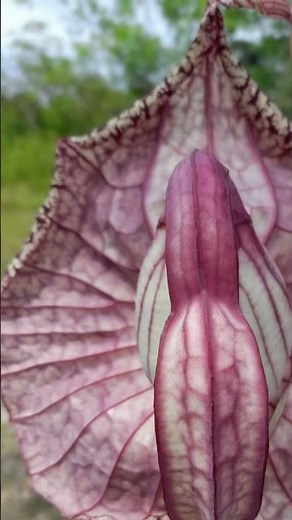 What is duck flower!!