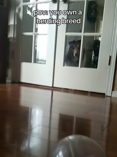 Insightful Moments with a Sheltie Herding Sheep