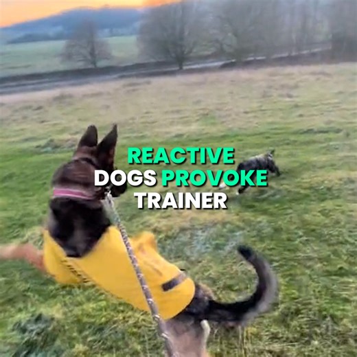 262K views · 3.1K reactions | If you can't control your dog, it should be on a lead! | IGV | Facebook