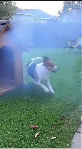 Goose Bomb Prank 💣🪿🐕 | Dog Explodes in Barking Rage 😂