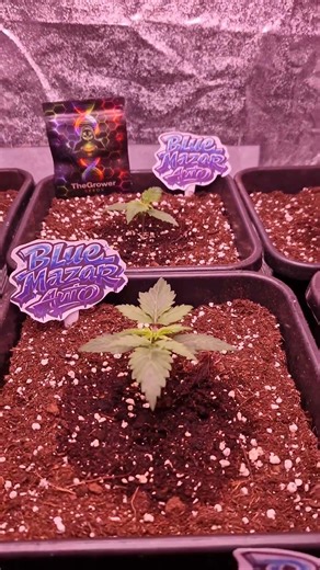 Blue Mazar Auto – Klein, aber schon stabil? 🌱