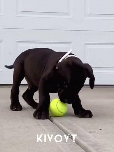 Dog Transformations 💀