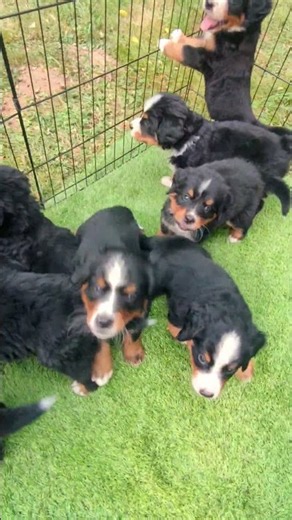 Watch them grow! Bernese Mountain Dog Puppies