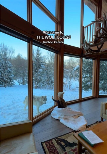 This stay needs to be on your bucketlist 🇨🇦🐺 #quebec #cabininthewoods #explorecanada #wolves #cottagecore