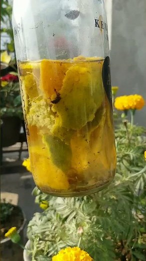 5 Secret Tips for Heavy Flowering On rose Plants| Homemade Fertilizer#Shorts#gardening#fertilizer