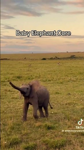 How Baby Elephants Play and Learn With Their Families!