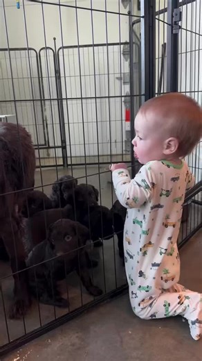 Boykin spaniel puppies for adoption and rehoming. on Instagram: "The Fancy X Clyde puppies are officially 4 weeks old and John Michael is already picking out his favorites! • #boykinspaniel #boykin #boykinspanielsociety"