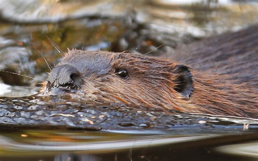 Why Canada claimed the beaver as a national symbol 50 years ago