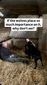 The wolf family dedicates a remarkable amount of time to building, testing, and exploring their relationships with one another. They continually teach each other how to defend themselves. Through these thoughtfully crafted interactions, they cultivate bonds rooted in trust and vulnerability. What prevents them from causing harm to one another? It’s the strong relationships they’ve forged. What allows them to feed confidently mere centimeters apart, even in the face of growls? Again, it’s the con