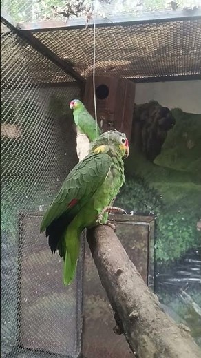 Red Lored Amazon (Amazona autumnalis) Mexico