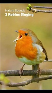 2 Robins Having a Singing Competition #wildlife