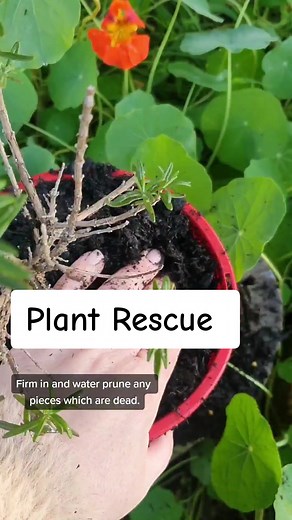 How to Save a Distressed Plant: Rosemary Plant Rescue Guide