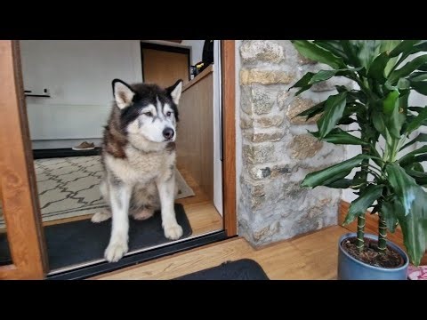 Update On Sherpa's Condition And How He's Feeling