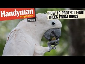 How To Protect Fruit Trees From Birds With Netting