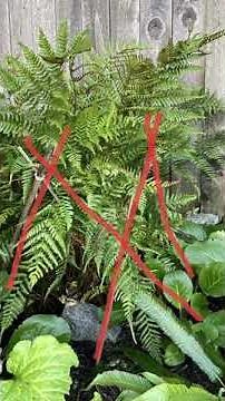 Support For Autumn Fern (Dryopteris Erythrosora) - October 6