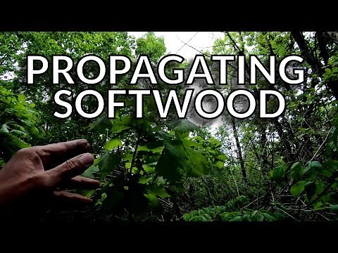 Propagating (Rooting) Oak Trees from Softwood Cuttings