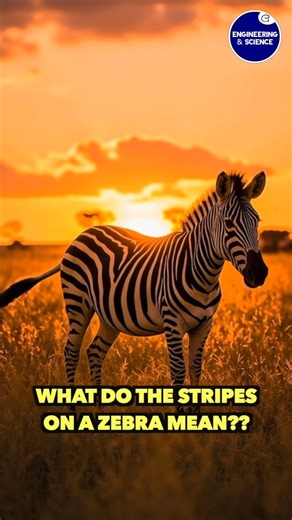 What Do The Stripes On A Zebra mean?? | Engineering & Science