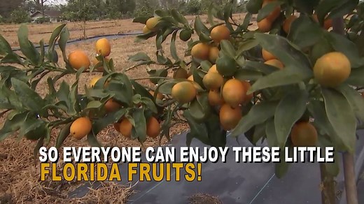 WHAT ARE KUMQUATS? The adorable little fruit is "nature's sweet tart" and for generations, they've been growing in Dade City, Florida. Next week is the famous Kumquat Festival and though the fruit took a hit from the cold this week, there will still be plenty of kumquat everything at the festival! MORE: http://bit.ly/2EVwap8 | FOX 13 News - Tampa Bay