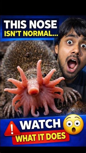 This Nose Isn’t Normal… Watch What It Does 😱 #Shorts #WeirdAnimals #RareAnimals #AnimalFacts #Viral