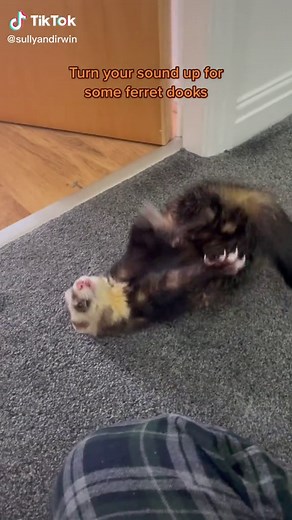 Ferret Sounds: Understanding Ferret Dooking and Communication
